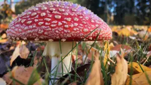 Sarkana mušmire rudenīgā Latvijas mežā, kas kalpo kā brīdinājums par sēņu atpazīšanu.
