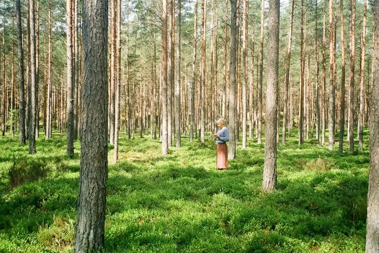 Droša sēņošana Latvijā: pārbaude pirms nedēļas nogales