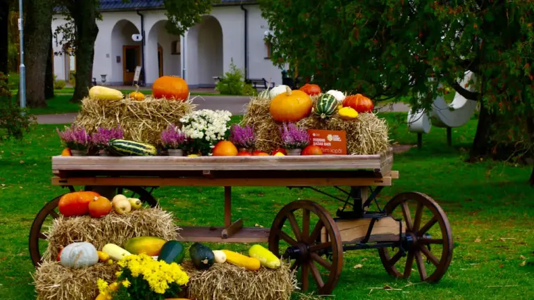 Koka ratiņš pilns ar rudens ražu, ķirbjiem un siena ruļļiem Miķeļdienas noskaņās.