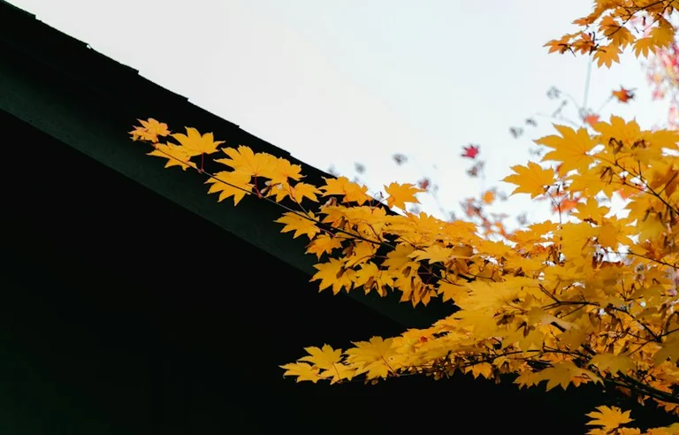 Rūpes sākas ar to, ko pamani laikus: rudens pārbaude mājās
